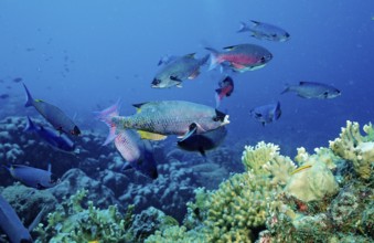 Creole wrasse, Clepticus parrai, Netherlands Antilles, Bonaire, Caribbean, Caribbean Sea