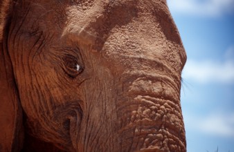 African elephant, Loxodonta africana, South Africa, Addo Elephant National Park, Africa