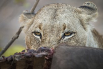 Lioness looking over a Buffalo carcass in the Sabi Sabi game reserve, South Africa, Africa