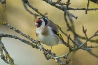 Goldfinch (Carduelis carduelis)
