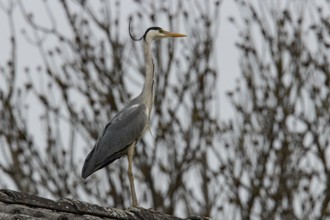 Grey heron (Ardea cinerea)