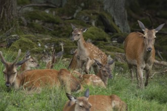 Red deer (Cervus elaphus)