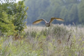 Eurasian Eagle-owl (Bubo bubo)