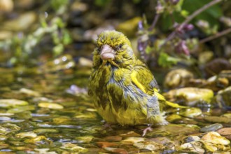Greenfinch - male in a stream (Carduelis chloris)