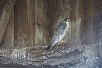 Desert falcon (Falco pelegrinoides)