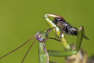 Praying mantis - eats the leg of a captured fly (Mantis religiosa)