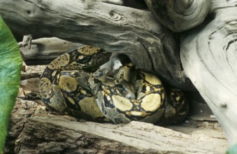 Boa constrictor (Boa constrictor)