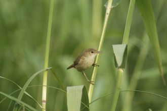 Reed Warbler (Acrocephalus scirpaceus)