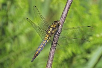 Black-tailed Skimmer, female (Orthetrum cancellatum)