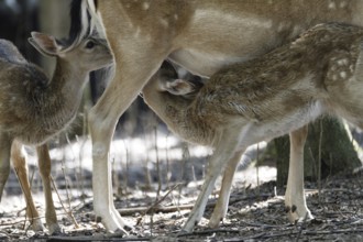 Fallow deer (Dama dama)