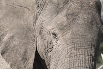 African elephant (Loxodonta africana)