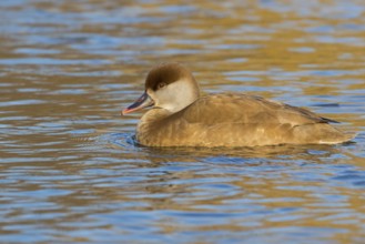 Red-crested Pochard, (Netta rufina), Red-crested Pochard swimming in water, Duck family, Ducks,