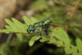 Magnificent bee is attacked by Stingless bee (Euglossa sp. and Tetragonisca angustula)