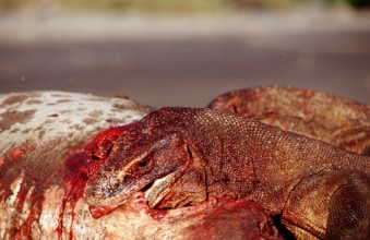 Komodo dragons eat dead dolphin, Varanus komodoensis, Rinca, Komodo National Park, Indonesia, Asia