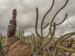 Various species of cacti tower in a rocky volcanic landscape under a cloudy sky, Lanzarote, Canary