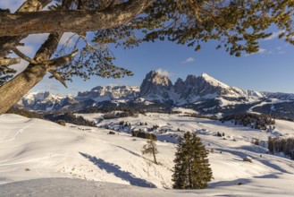 Alpe di Siusi at the Contrin hut, Alpe di Siusi, South Tyrol, Italy, Europe