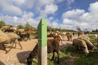 Shepherd with his flock, Campo de Criptana, province of Ciudad Real, Castilla-La Mancha, Spain,