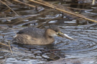 Little grebe with fish in beak swimming in water looking right, Echinger Stausee, Bavaria, Germany,