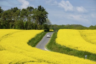 Road over rapeseed cultivation in spring, Montrésor, Indre-et-Loire department, France, Western