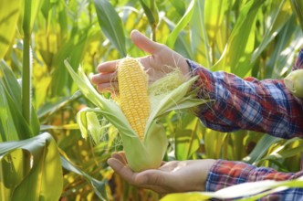 Harvest ready unwrapped corn cobs in farmer's hands