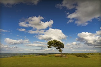Tree with sun at Cleeve Hill on a windy day, Cotswolds, England, United Kingdom, Europe