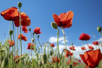 Red poppy flowers and blue sky at summer time close-up