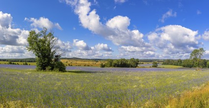 Flowering meadows Selketal Harz near Stiege