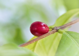 Coffee cherry