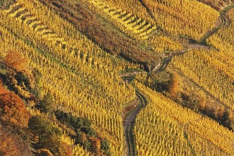 Vineyard in autumn foliage at the river Moselle near Traben-Tarbach and Kröv, in
