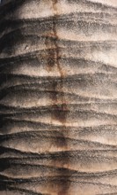 This photo shows the interesting structured patternof a palm bark, which caught my eye in Santiago