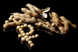 Soybeans forming Ruble symbol. Soybean market. Agriculture Soybean pods