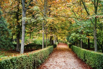 Scene of the Buen Retiro Park in Madrid during the fall with vibrant colors and the paths covered