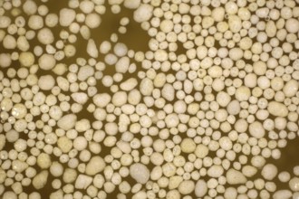Microplastic balls in the water