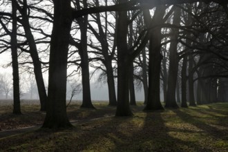 Lane of beeches on the manorial estate den Bramel near Vorden in the Dutch region Achterhoek
