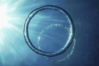 Bubble Ring Underwater ascends towards the Sun
