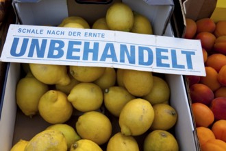 Untreated Lemons at a marketstall, Hanover, Lower Saxony, Germany, Europe, unbehandelte Zitronen an