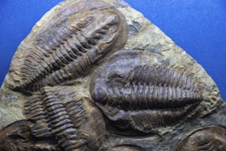 A picture of Trilobites Fossils at the Natural History Museum of Oslo