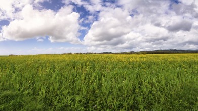 A vast expanse of yellow mustard flowers in Northern California