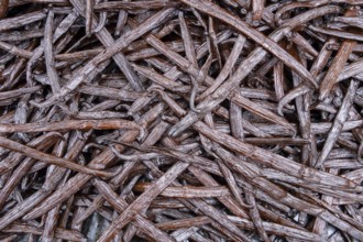 Vanilla (vanilla) fermented pods, Indian Ocean, island, Mauritius, Africa
