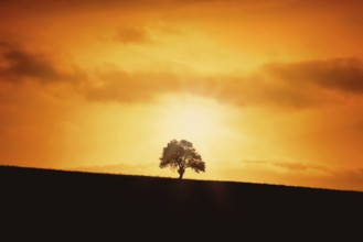 Silhouette of a Tree on a Slope Giurgiu, Romania, Europe