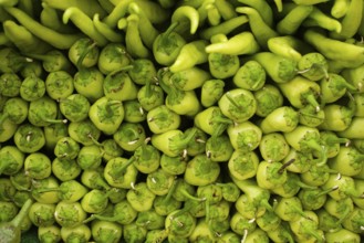 A Lot of green Peppers found as food background