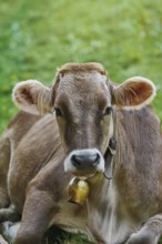 Portrait of Dairy Cattle in the Traditional Pasture Bolsternang, Germany, Europe