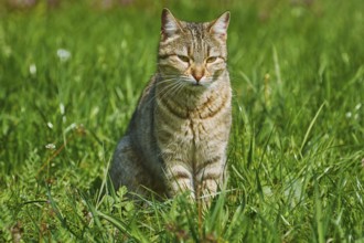 Outbred Cat On The Green Graß Varna, Bulgaria, Europe