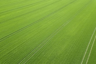 Green field spring season. Aerial view. Wheat