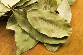 Bay leafs, lodz, poland