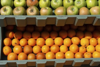 Fresh oranges suitable for juice, strudel
