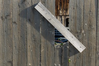Sapling and old wooden fence, symbolising life, growth, new beginnings, strength, hope Austria