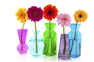 Colorful Gerber flowers in glass modern vases