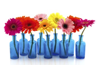 Row blue glass vases with colorful flowers isolated over white