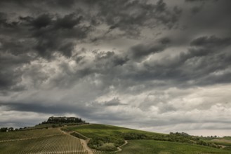 Vineyards in Tuscany under a dramatic cloudy sky